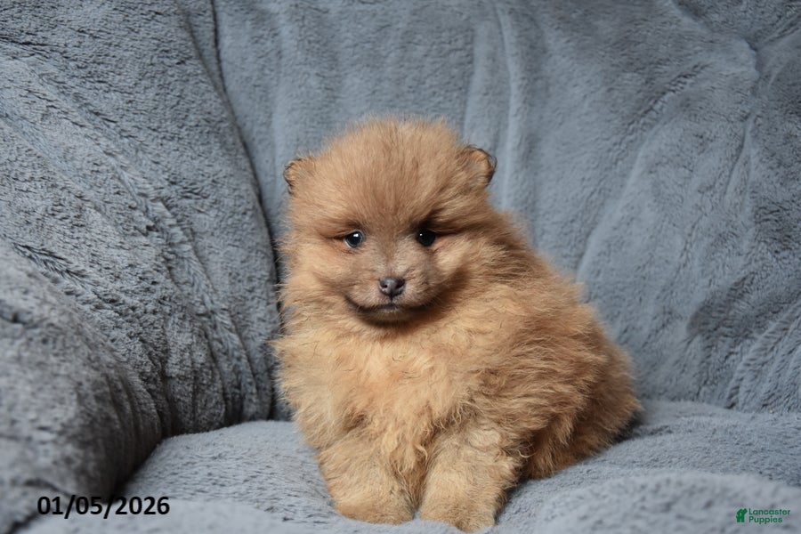 Pomeranian dogs Ranger - Ad 9