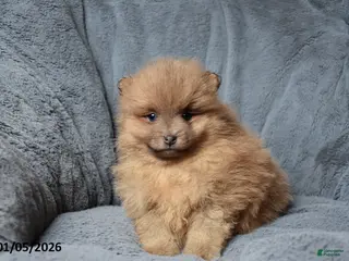 Pomeranian dogs Ranger - Ad 9