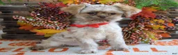 Shih Tzu dogs for sale: Riley - Ad 7