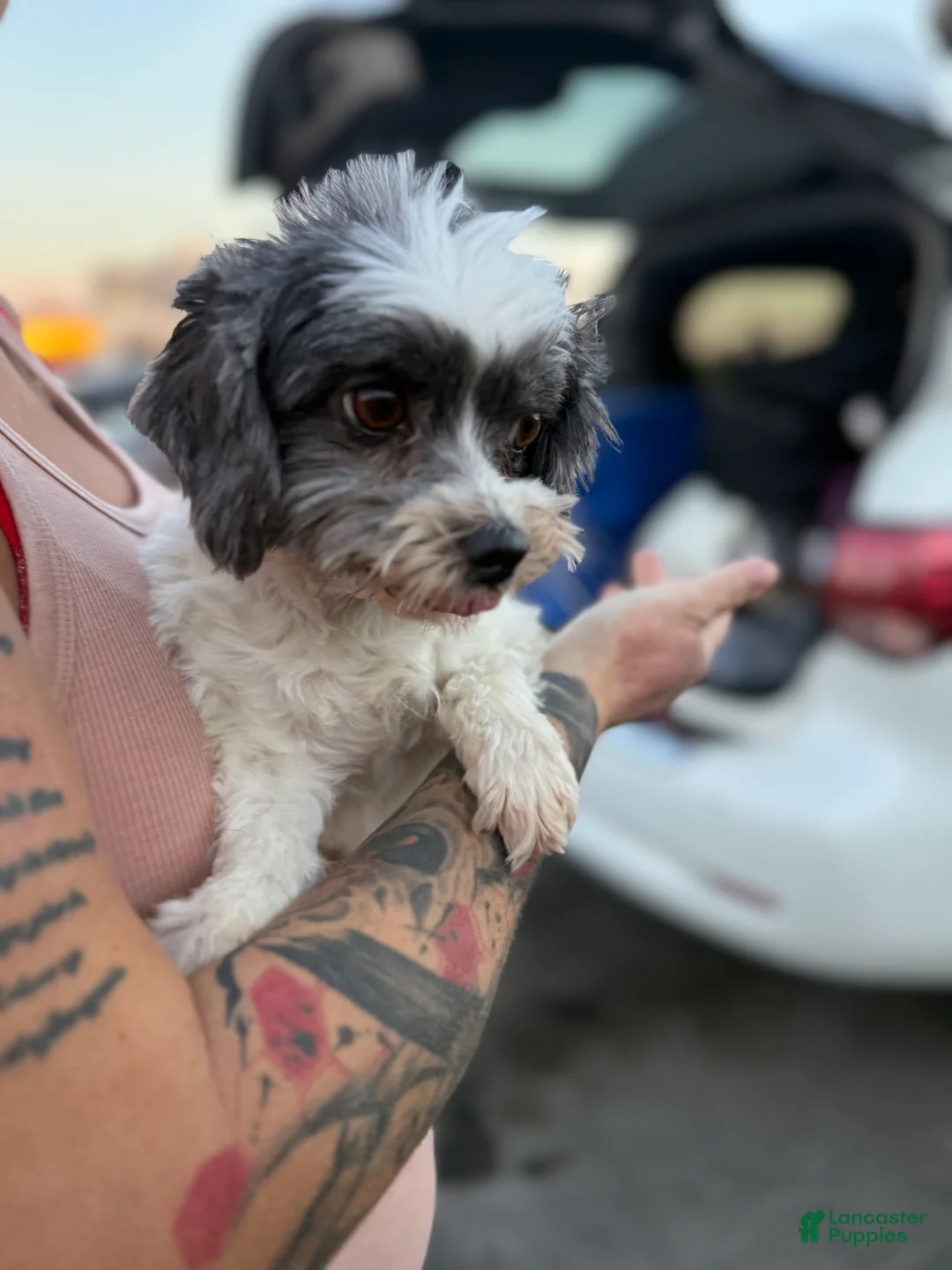 Mixed Breed dogs for sale: Havanese  - Ad 2