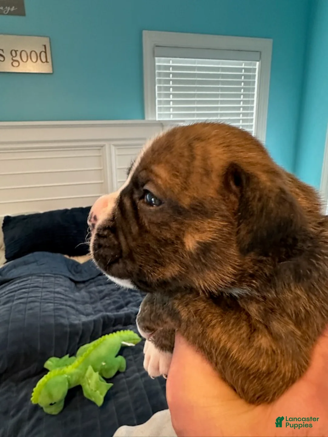Boxer dogs for sale: Mercedes - Ad 1