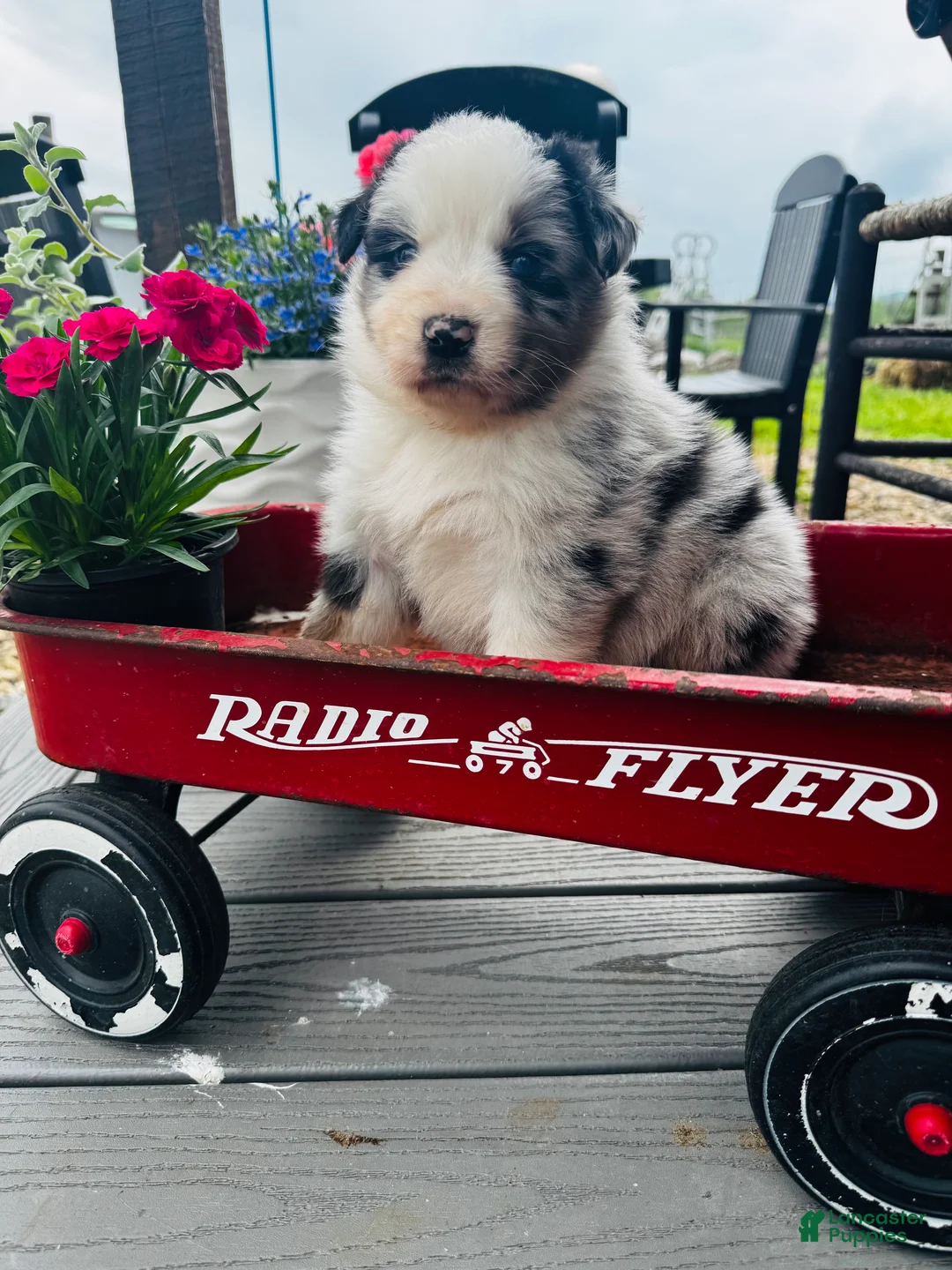 Australian Shepherd dogs for sale: Blue  - Ad 1