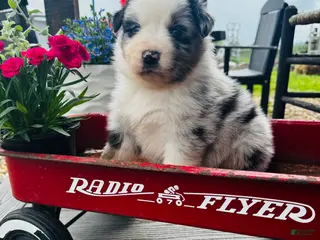 Australian Shepherd dogs for sale: Blue - Ad 2