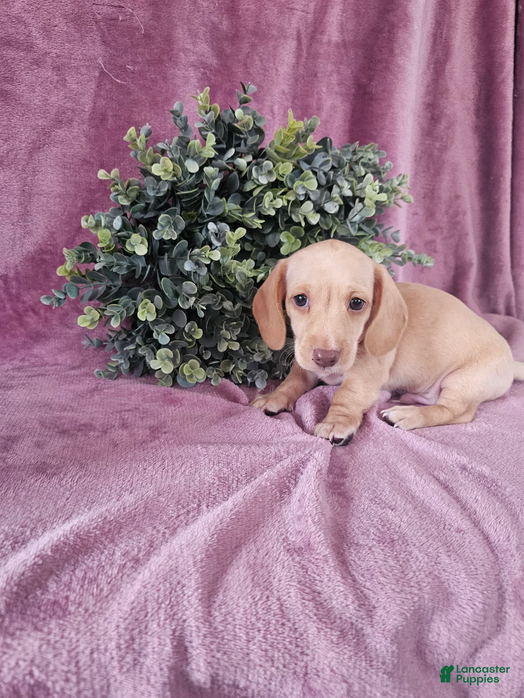 Dachshund dogs for sale: Dallas - Ad 2