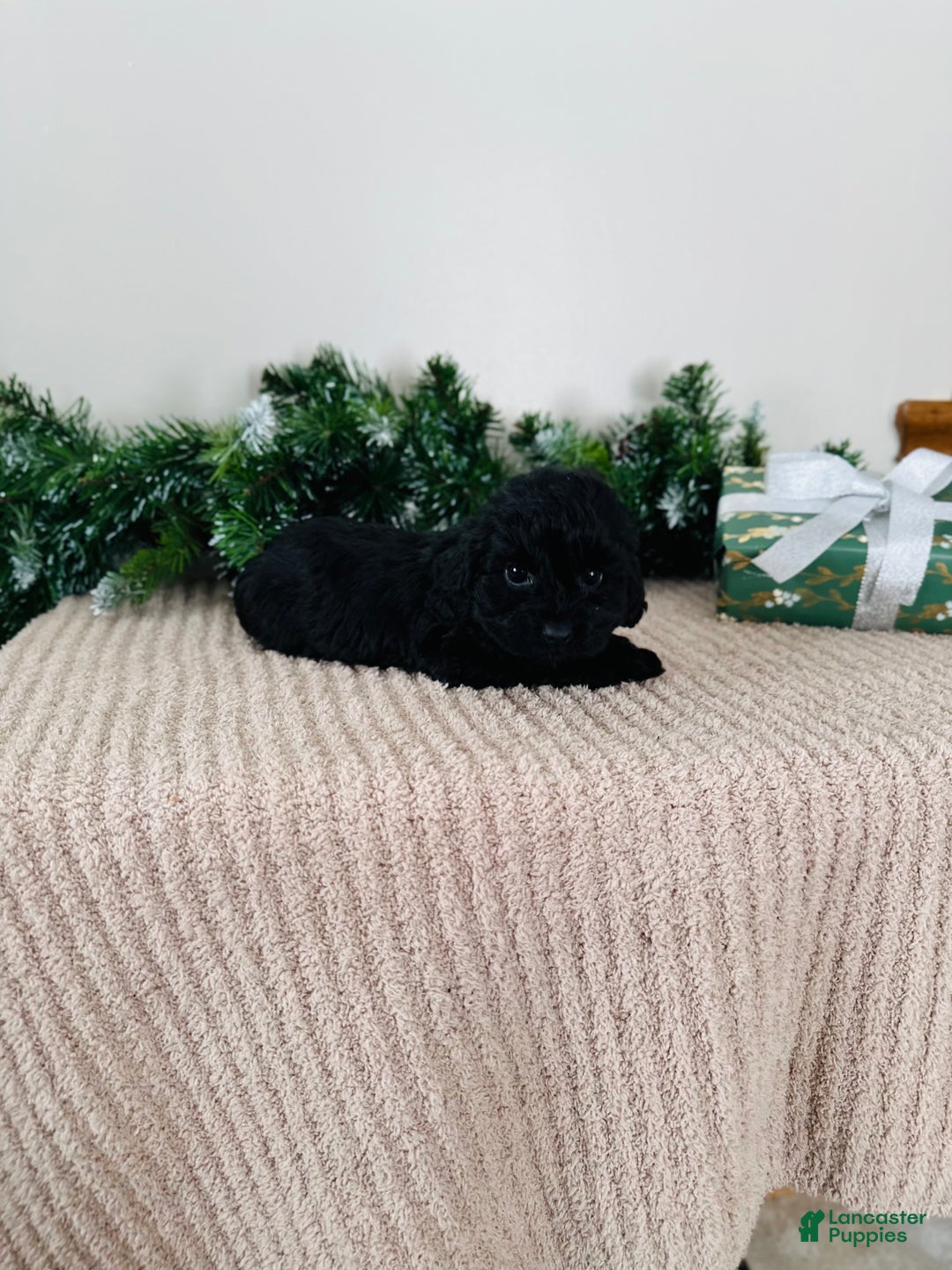 Mixed Breed dogs for sale: Star - Ad 4