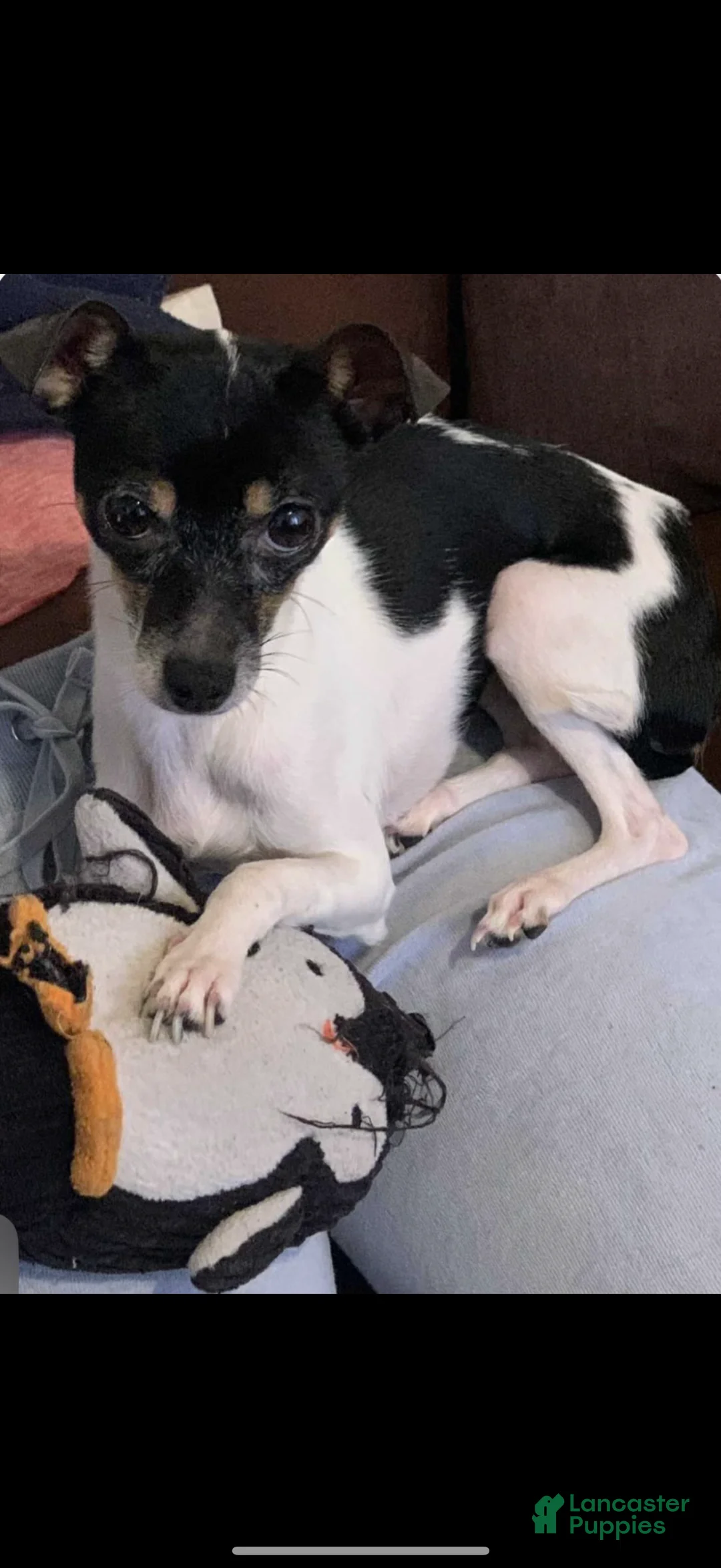 Chihuahua dogs for sale: Chihuahua Puppy 1 - Ad 1