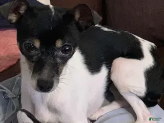 Chihuahua dogs Chihuahua Puppy 1 - Ad 41