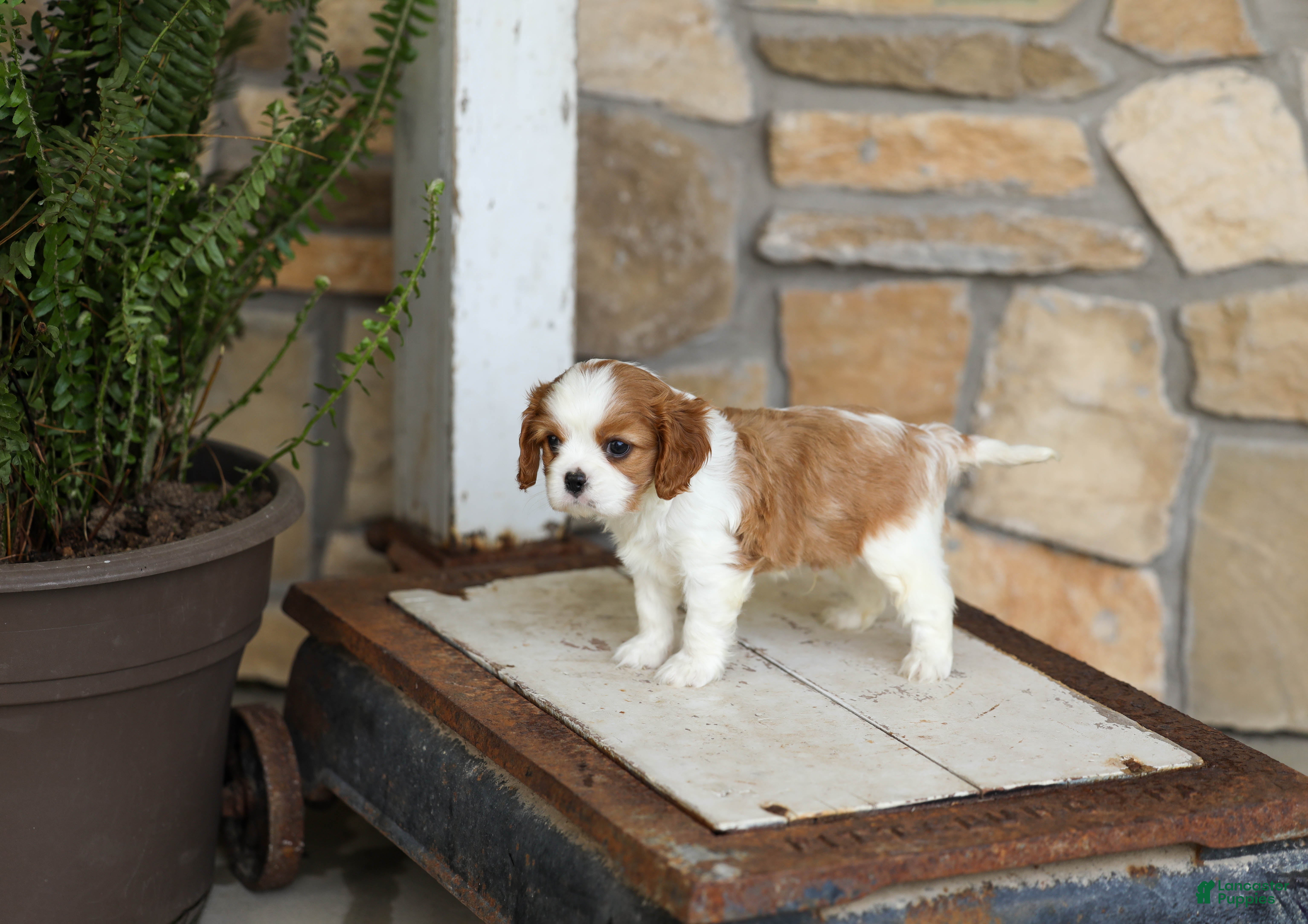Cavalier King Charles Spaniel dogs AKC Kenny - Ad 1