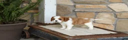 Cavalier King Charles Spaniel dogs for sale: AKC Kenny - Ad 1