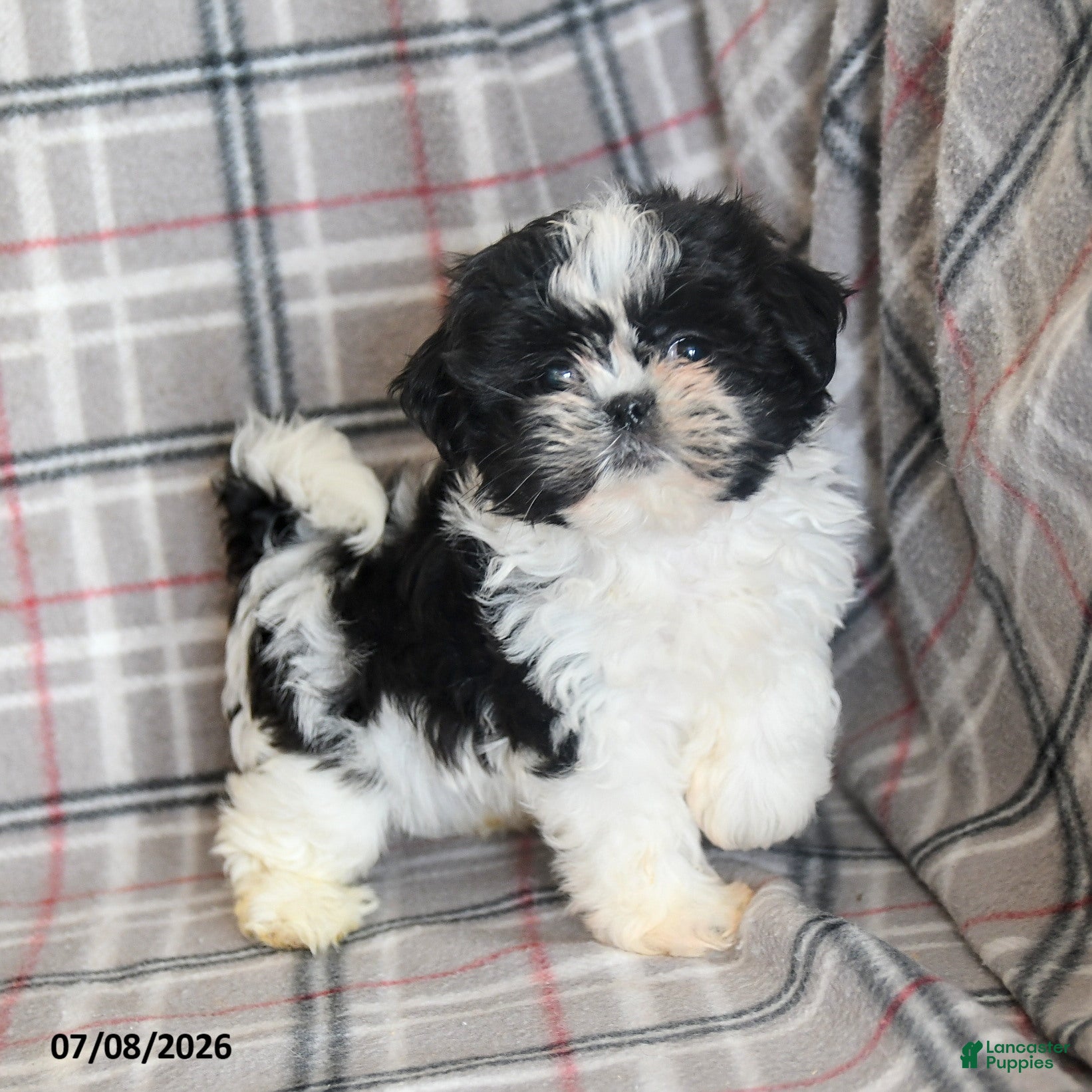 Shih Tzu dogs Kolby - Ad 1