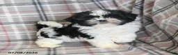 Shih Tzu dogs for sale: Kolby - Ad 11