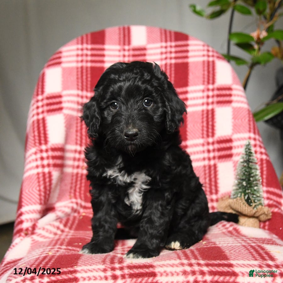 Mini Aussiedoodle dogs Trip - Ad 9