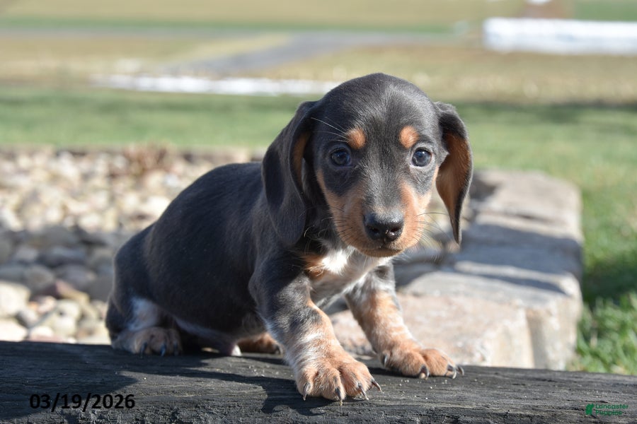 Miniature Dachshund dogs Hiccup - Ad 1