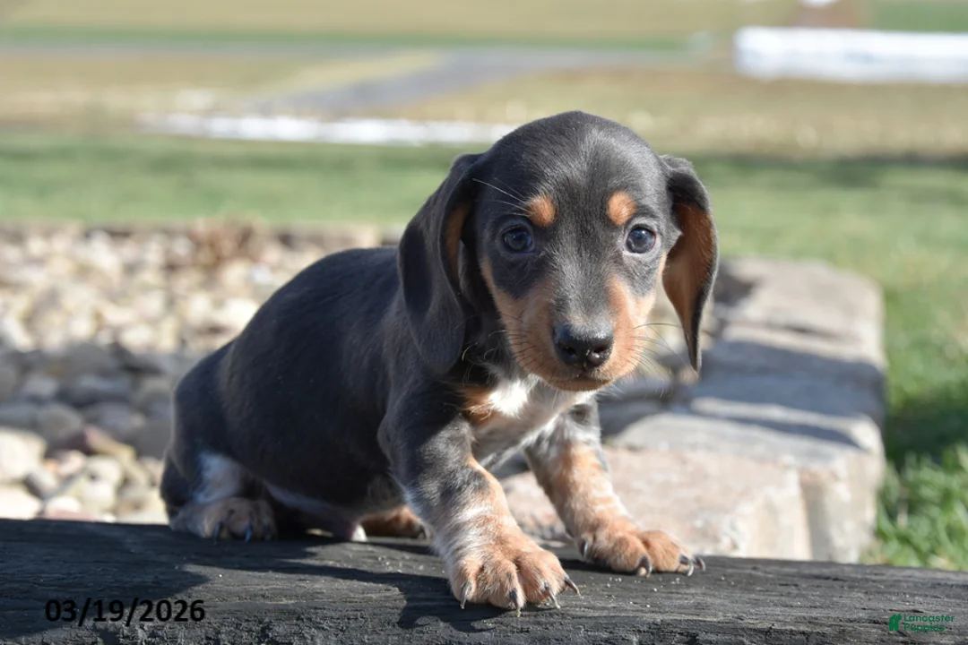 Miniature Dachshund dogs for sale: Hiccup - Ad 1