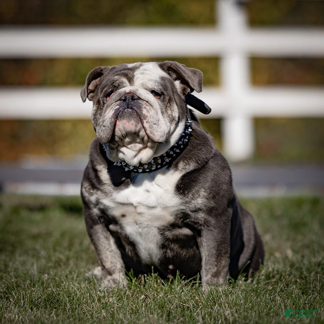 English Bulldog dogs for sale: Misty Harbor English Bulldog Puppy  - Ad 7