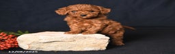 Toy Poodle dogs for sale: Tiny Espresso - Ad 3