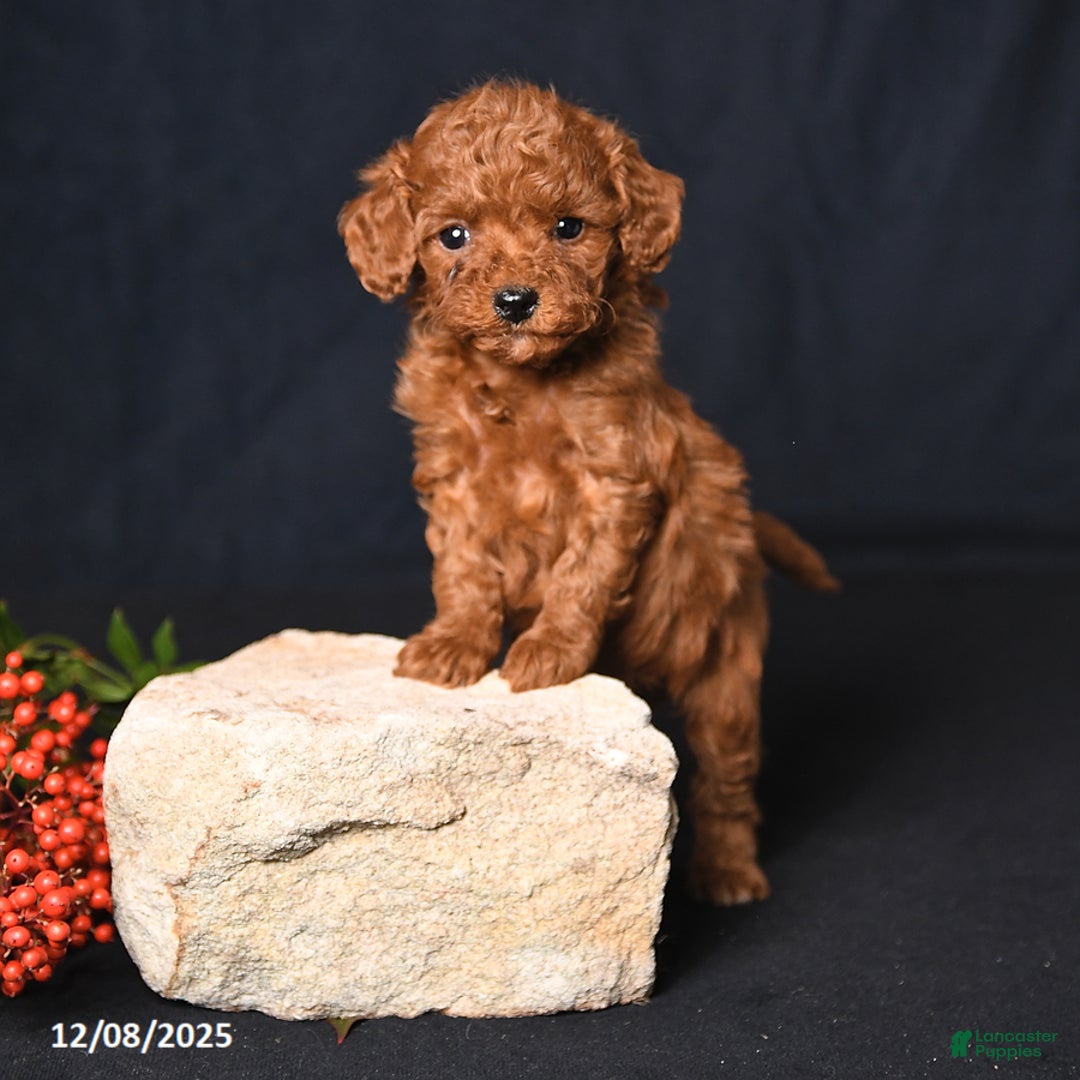 Toy Poodle dogs for sale: Tiny Espresso - Ad 3