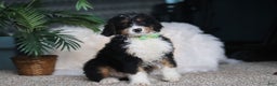 Mini Bernedoodle dogs for sale: Theodore - Ad 4
