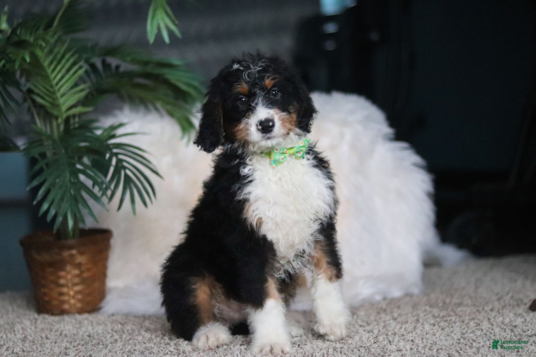 Mini Bernedoodle dogs for sale: Theodore - Ad 4
