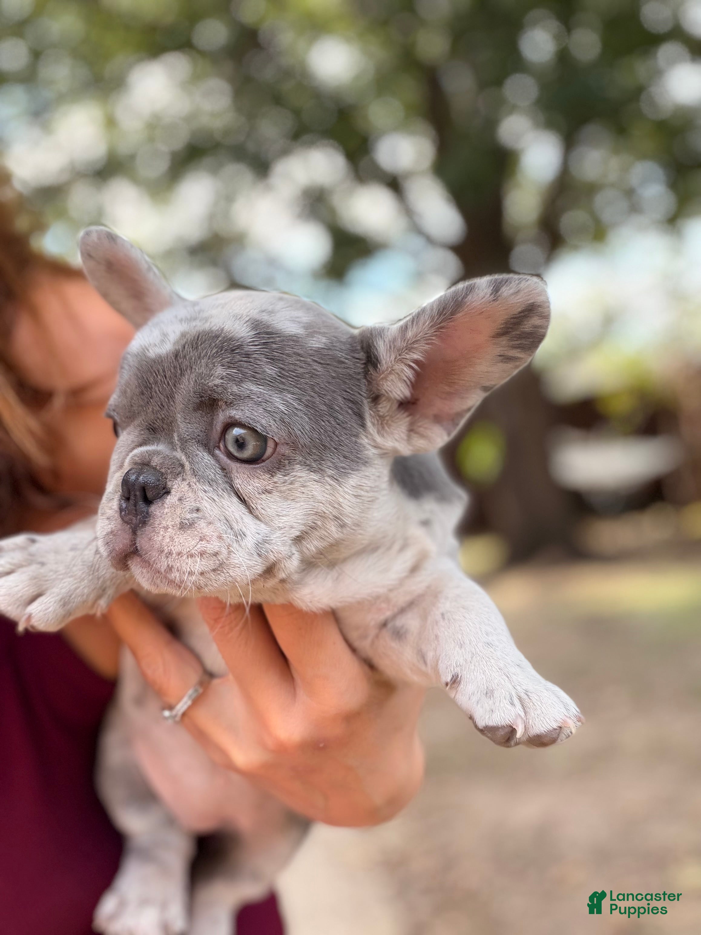 French Bulldog dogs for sale: Sierra - Ad 2