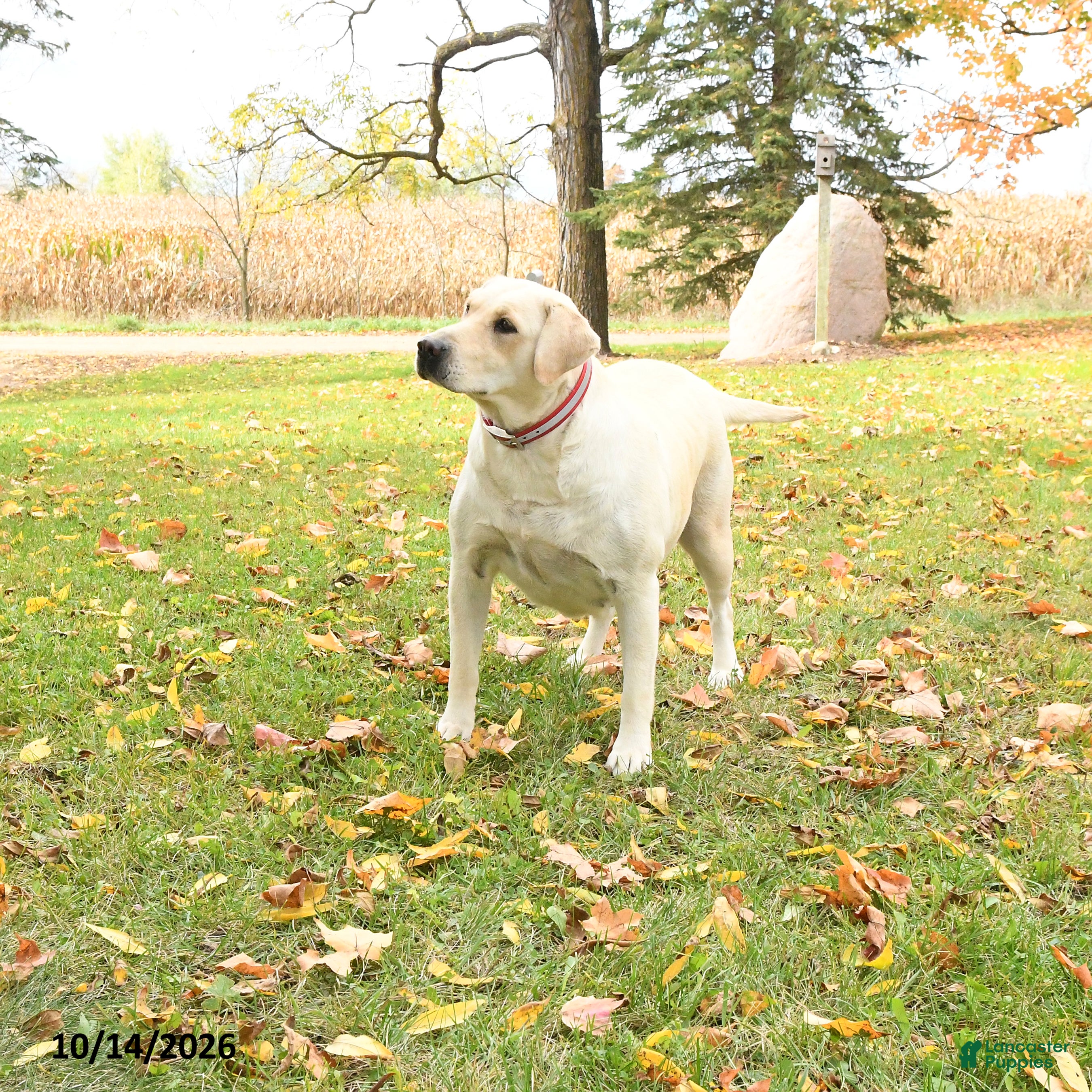 Labrador Retriever dogs Lily - Ad 2