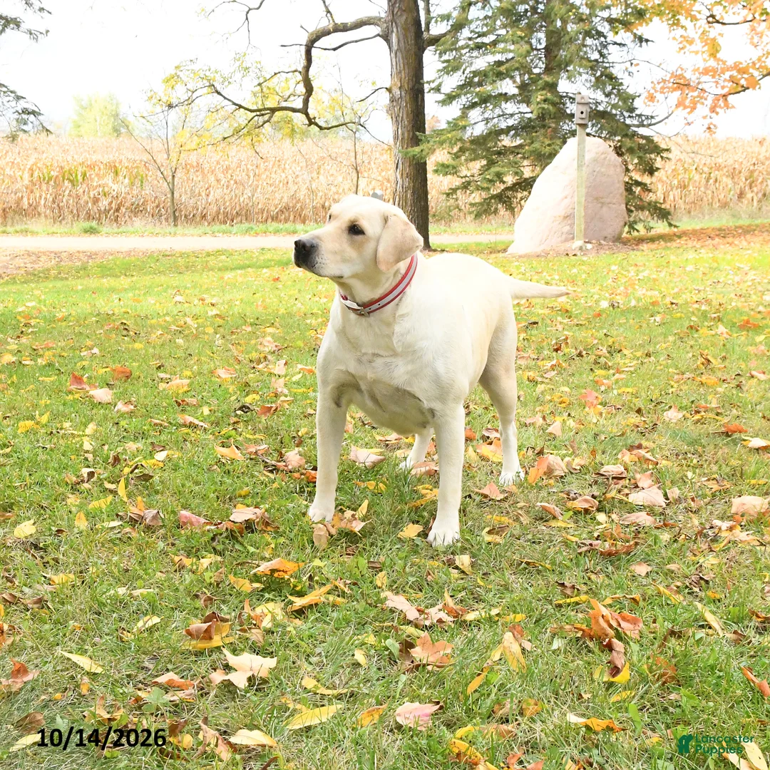 Labrador Retriever dogs for sale: Lily - Ad 2