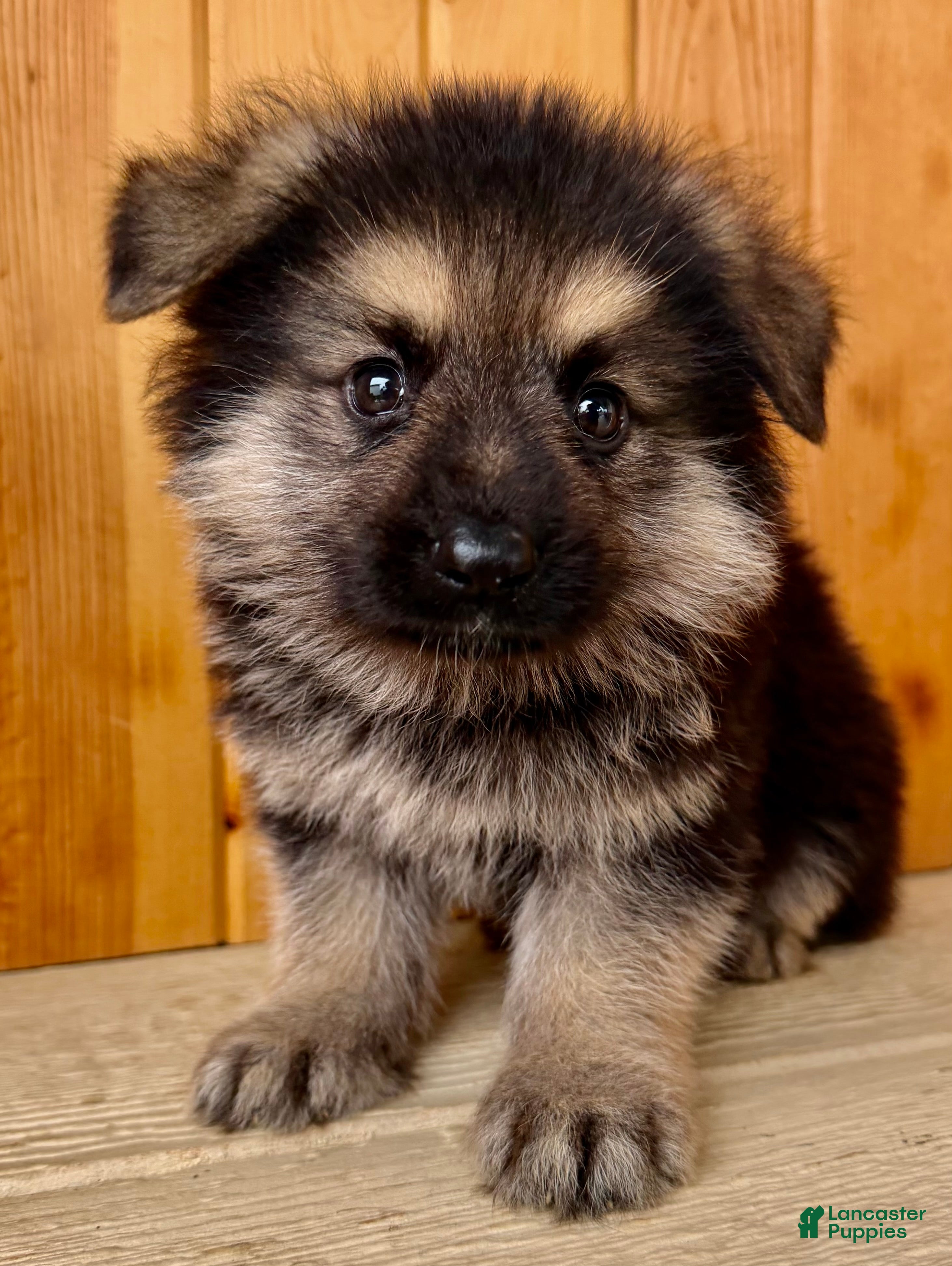 Mixed Breed dogs MINI Fido - Ad 1