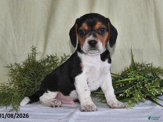 Beagle dogs Kipper - Ad 21