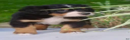 Bernese Mountain Dog dogs for sale: Lucy  - Ad 4