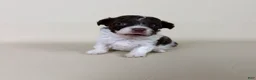 Maltipoo dogs for sale: Bennett - Ad 7