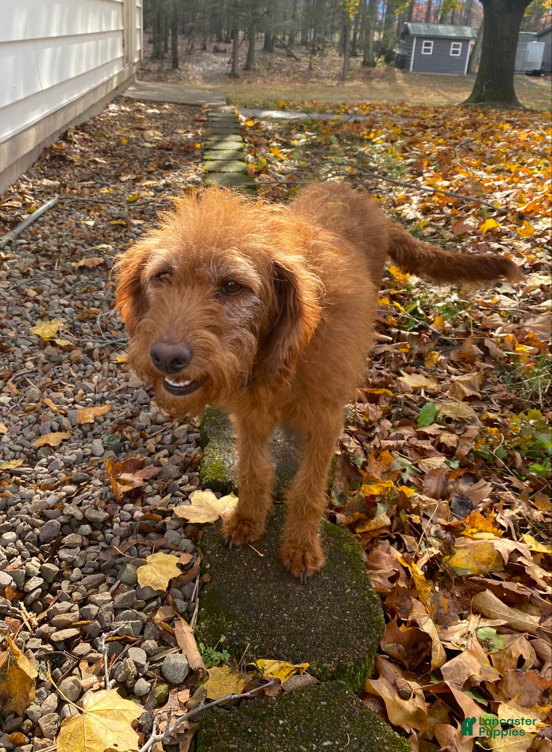 Mixed Breed dogs for sale: Alpine - Ad 6