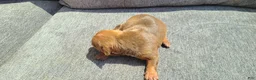 American Bully dogs for sale: Alice - Ad 5