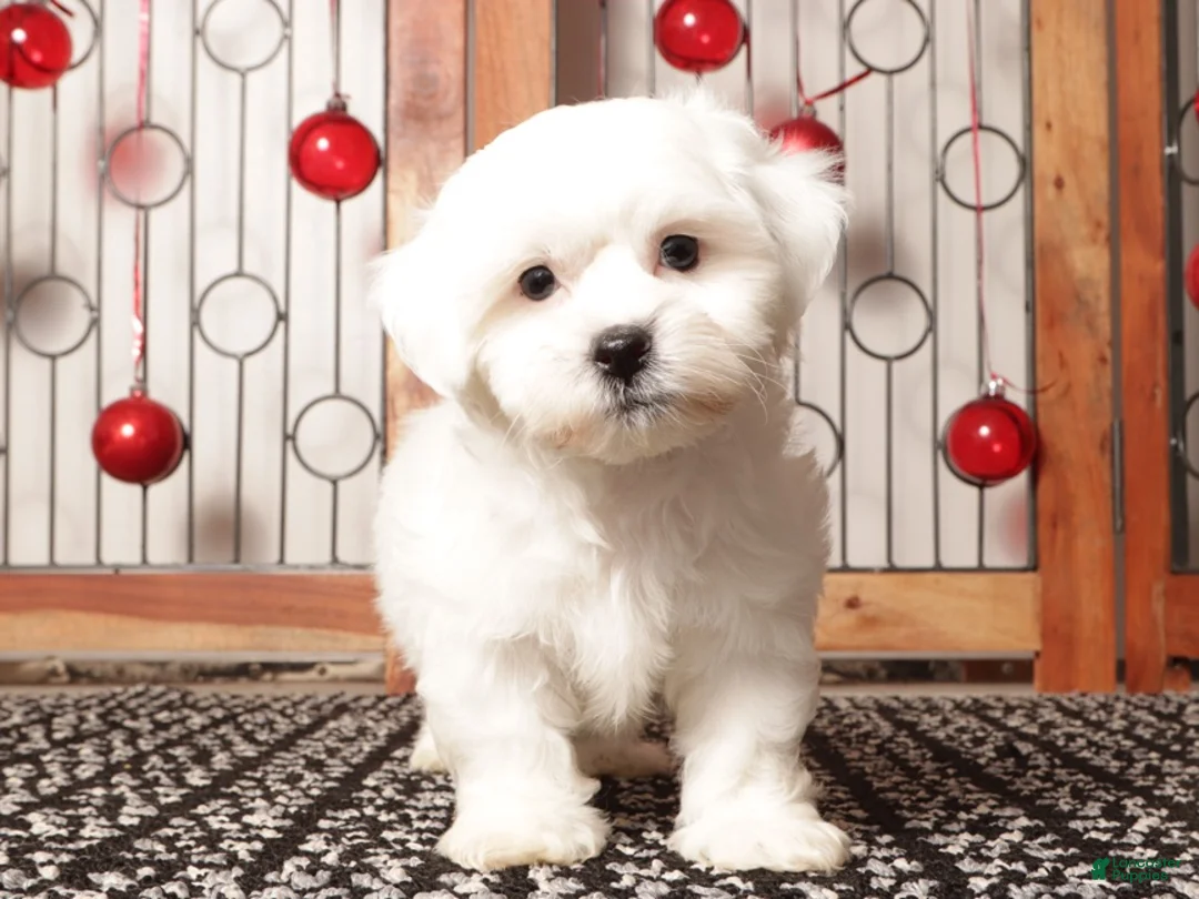 Teddy Bear dogs for sale: Leo  - Ad 3