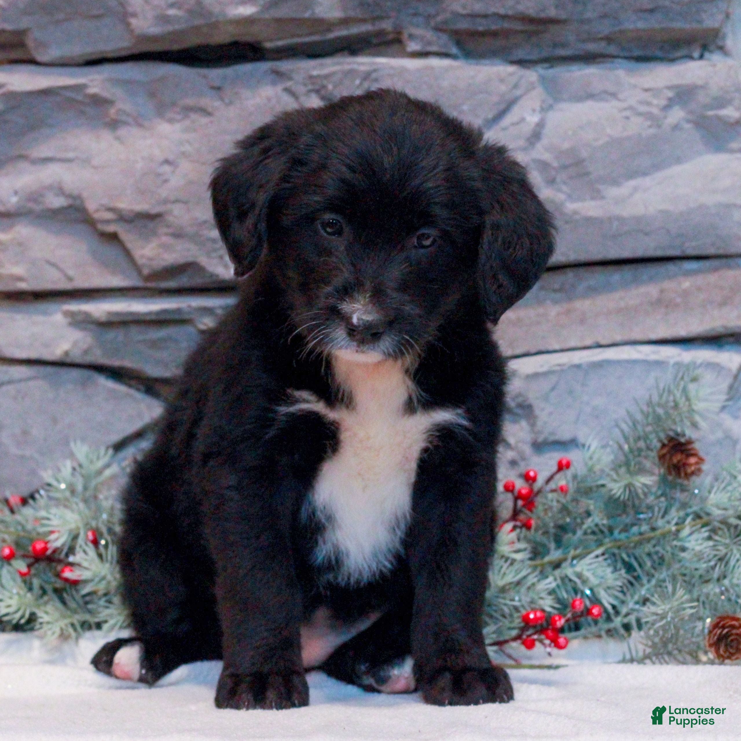 Mixed Breed dogs Princess - Ad 3