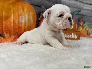 English Bulldog dogs Breezy - Ad 13
