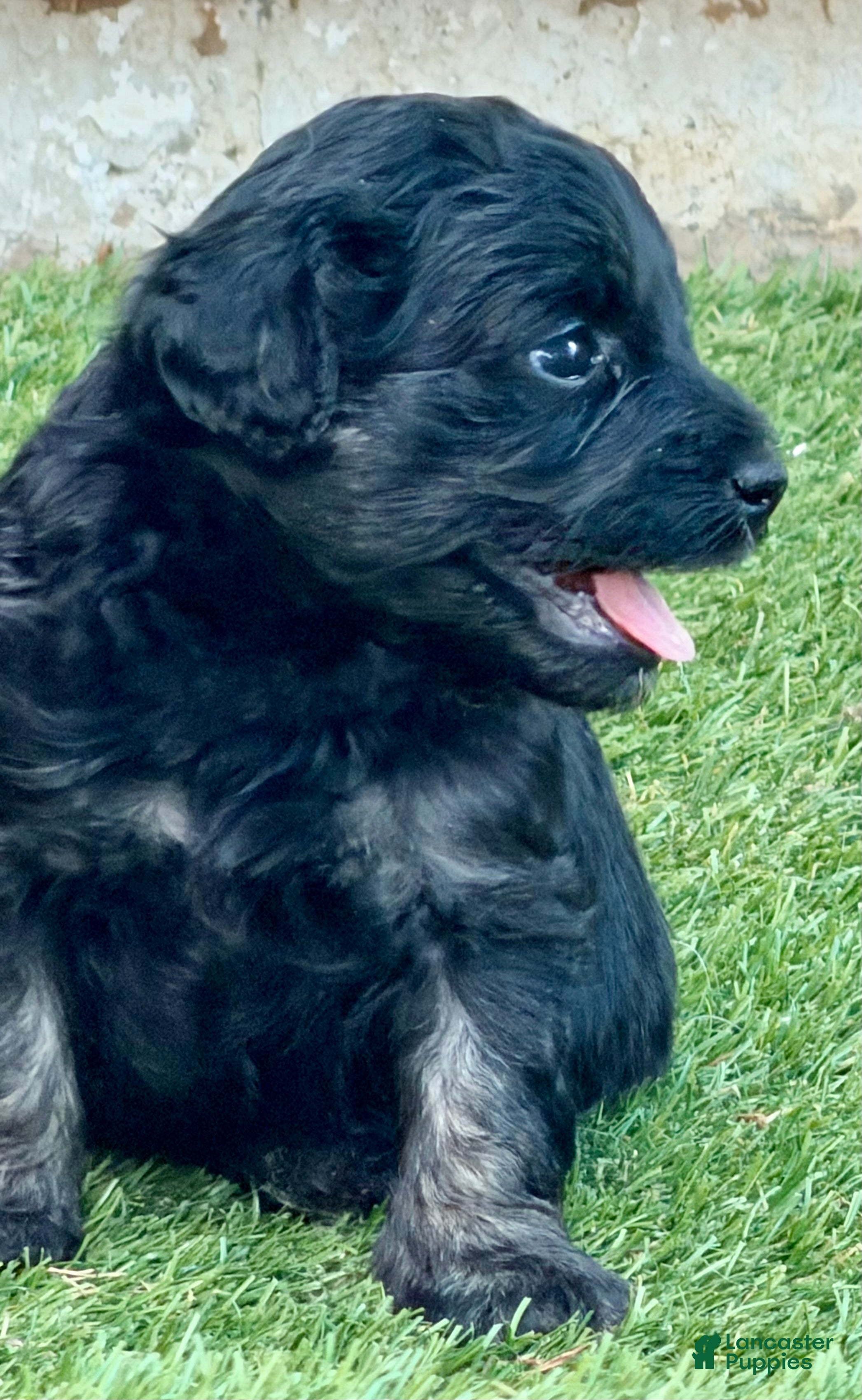 Goldendoodle dogs Boy - Ad 1