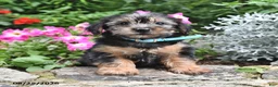 Yorkshire Terrier dogs for sale: Enore - Ad 4