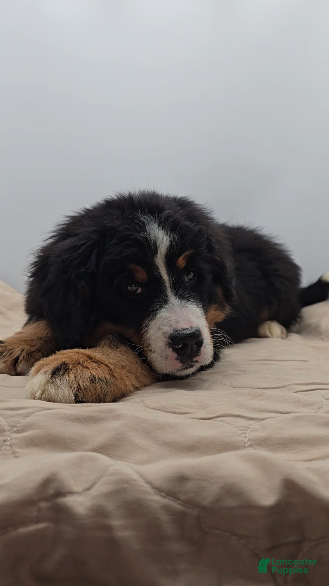 Bernese Mountain Dog dogs Moose - Ad 1