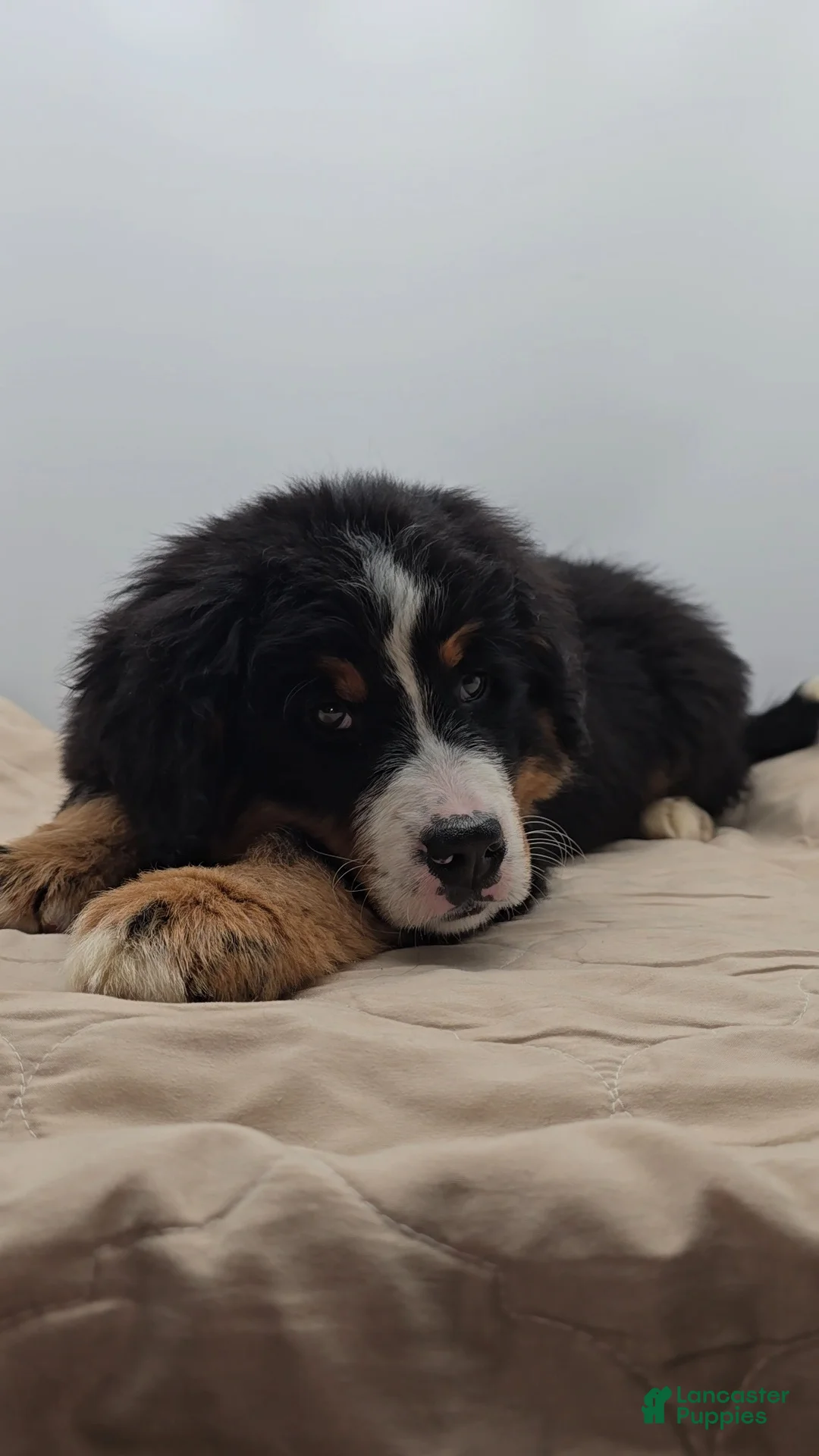 Bernese Mountain Dog dogs for sale: Moose - Ad 1