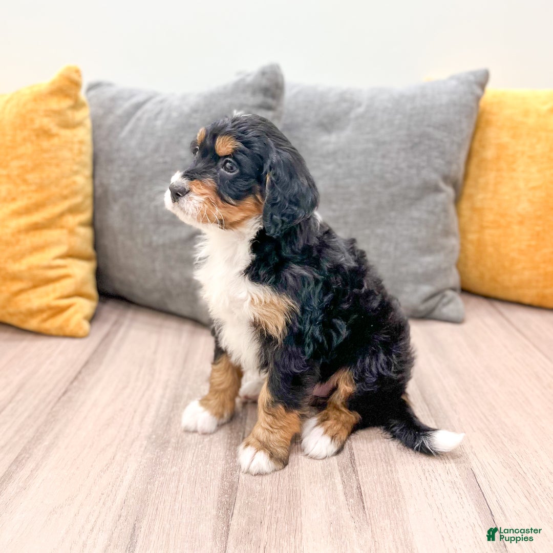 Mini Bernedoodle dogs for sale: Chief - Ad 4