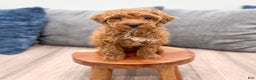 Toy Poodle dogs for sale: Hunter - Ad 2