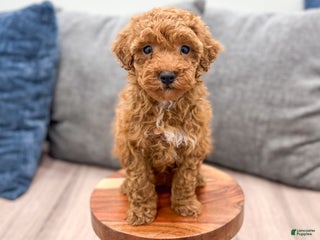 Toy Poodle dogs Hunter - Ad 40