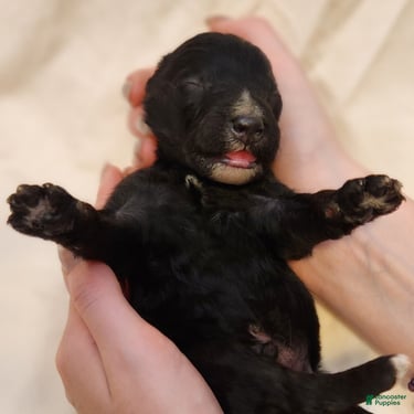Mini Aussiedoodle dogs for sale: Scout_Male Tri-Color Possible Phantom - Ad 5