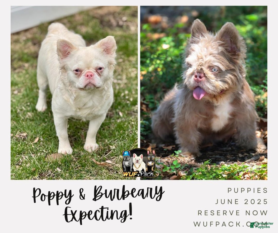 French Bulldog dogs for sale: Pied Teddy Bear - MALE - Ad 2