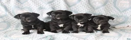 Jug dogs for sale: Cookie - Ad 2