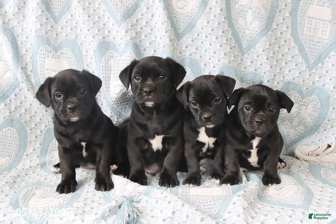 Jug dogs for sale: Cookie - Ad 2