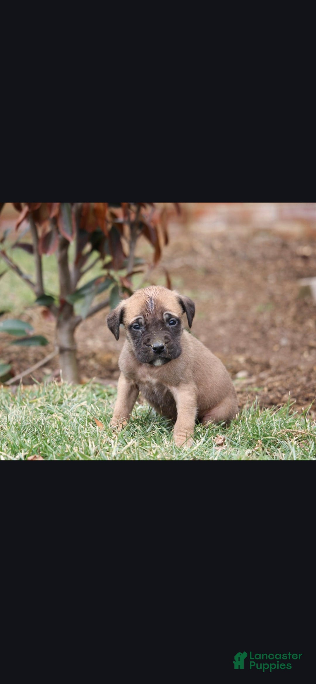 English Mastiff dogs Rocky - Ad 1