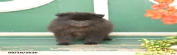 Pomeranian dogs for sale: Monty - Ad 4