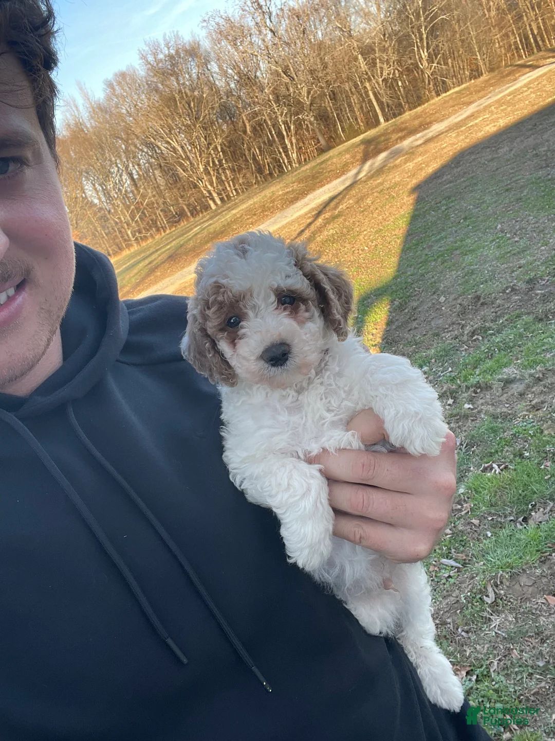 Mini Goldendoodle dogs for sale: Bryan (mini goldendoodle) - Ad 11