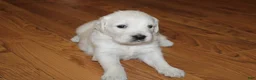 Golden Retriever dogs for sale: 4th choice male avilable - Ad 8